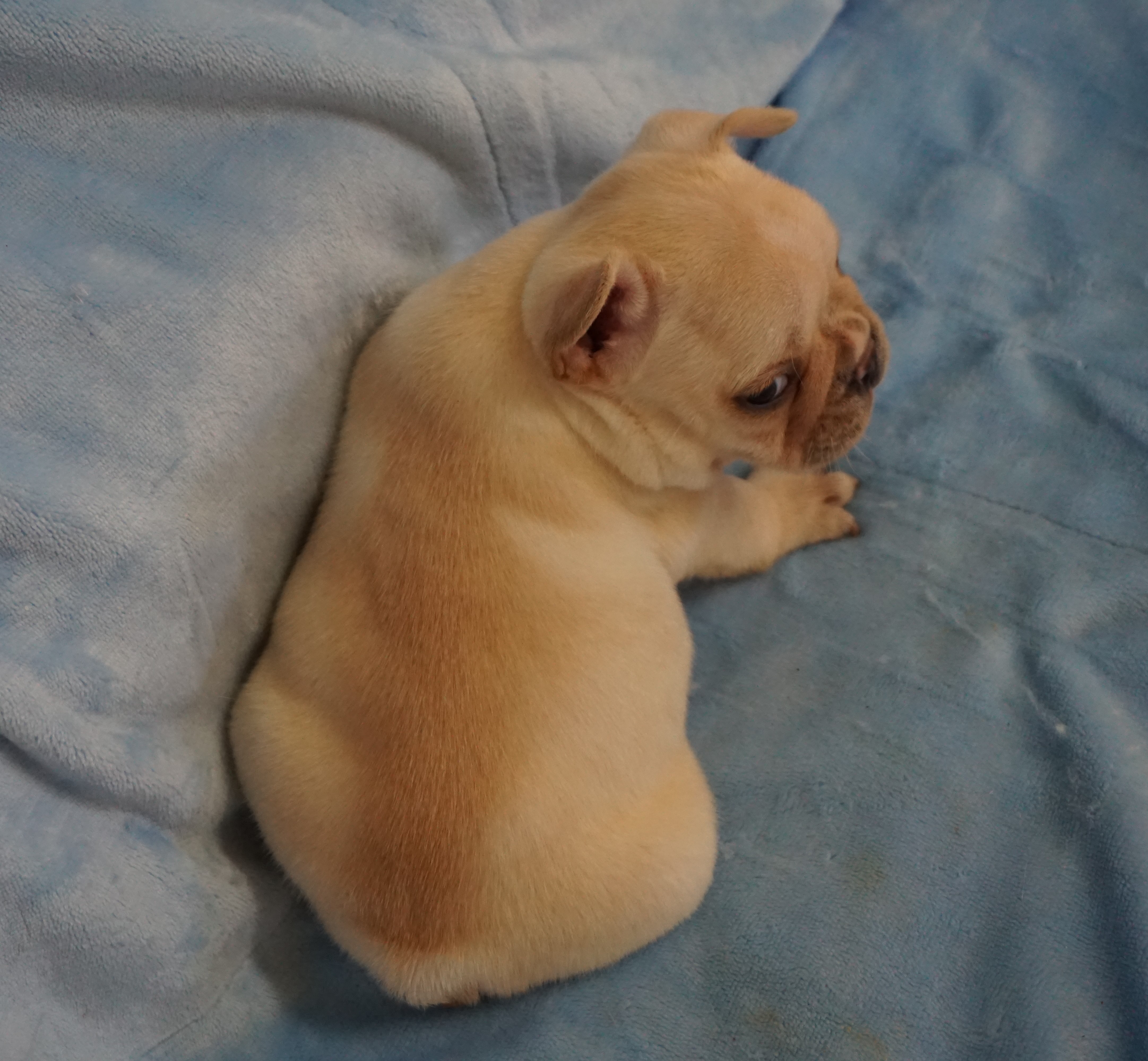 CREAM FRENCH BULLDOG French Bulldog In Los Angeles