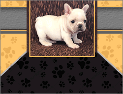 French bull dog puppies cream color