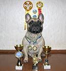 Award wining french bull dog