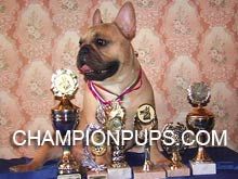 CHEROKEE HUGE CHAMPION