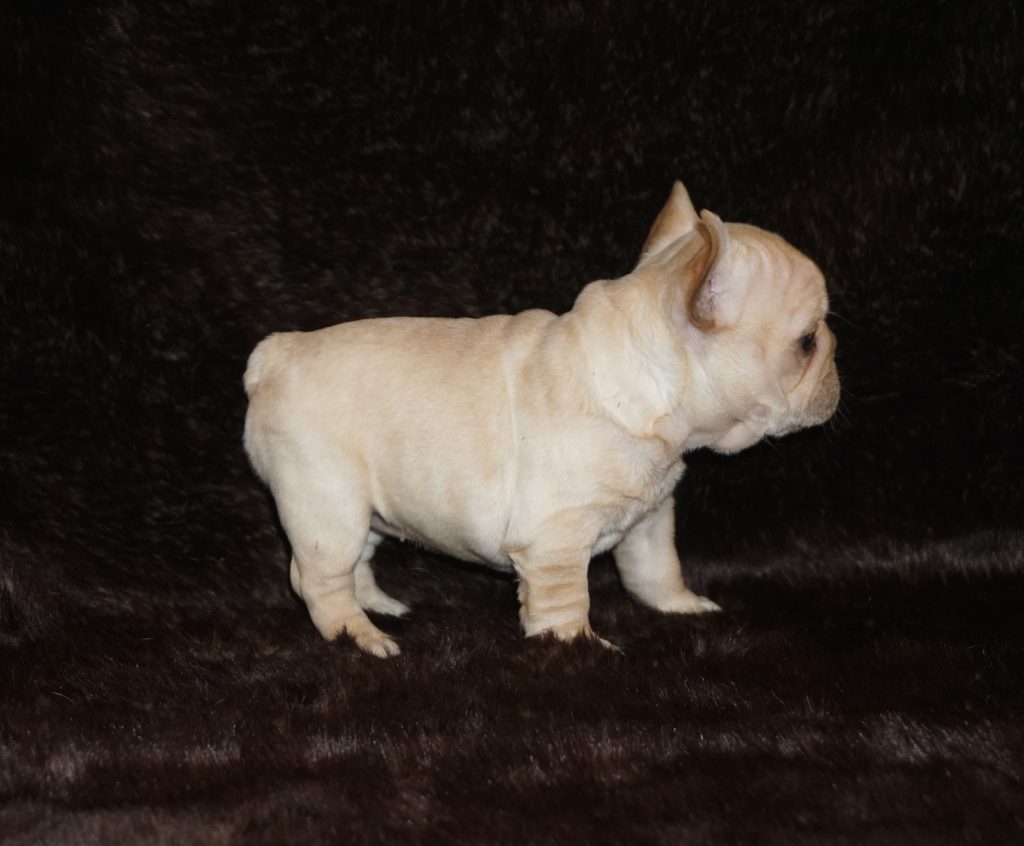 Cream French Bulldog Los Angeles CA For Sale Pet Loan available here French Bulldog In Los