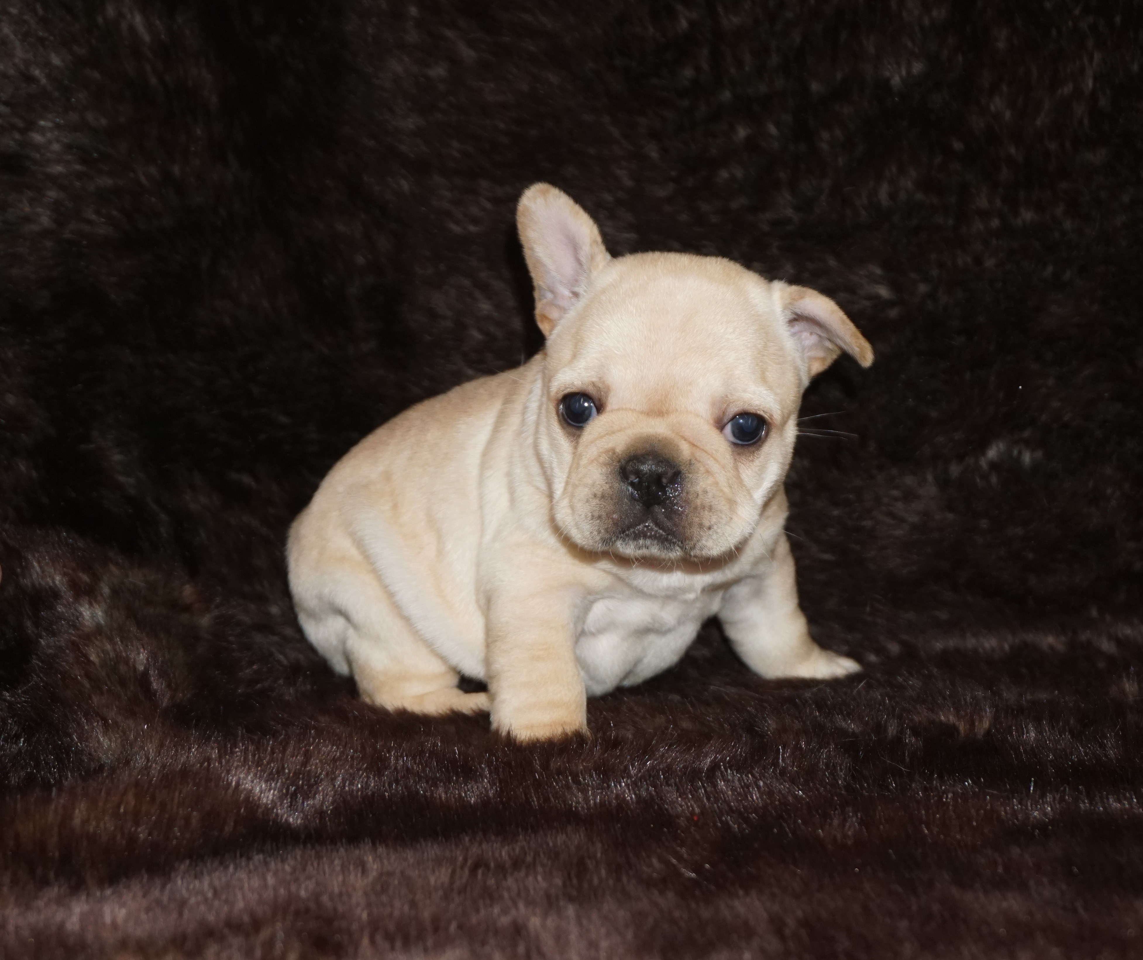 Cream French Bulldog Los Angeles CA For Sale | Pet Loan available here ...