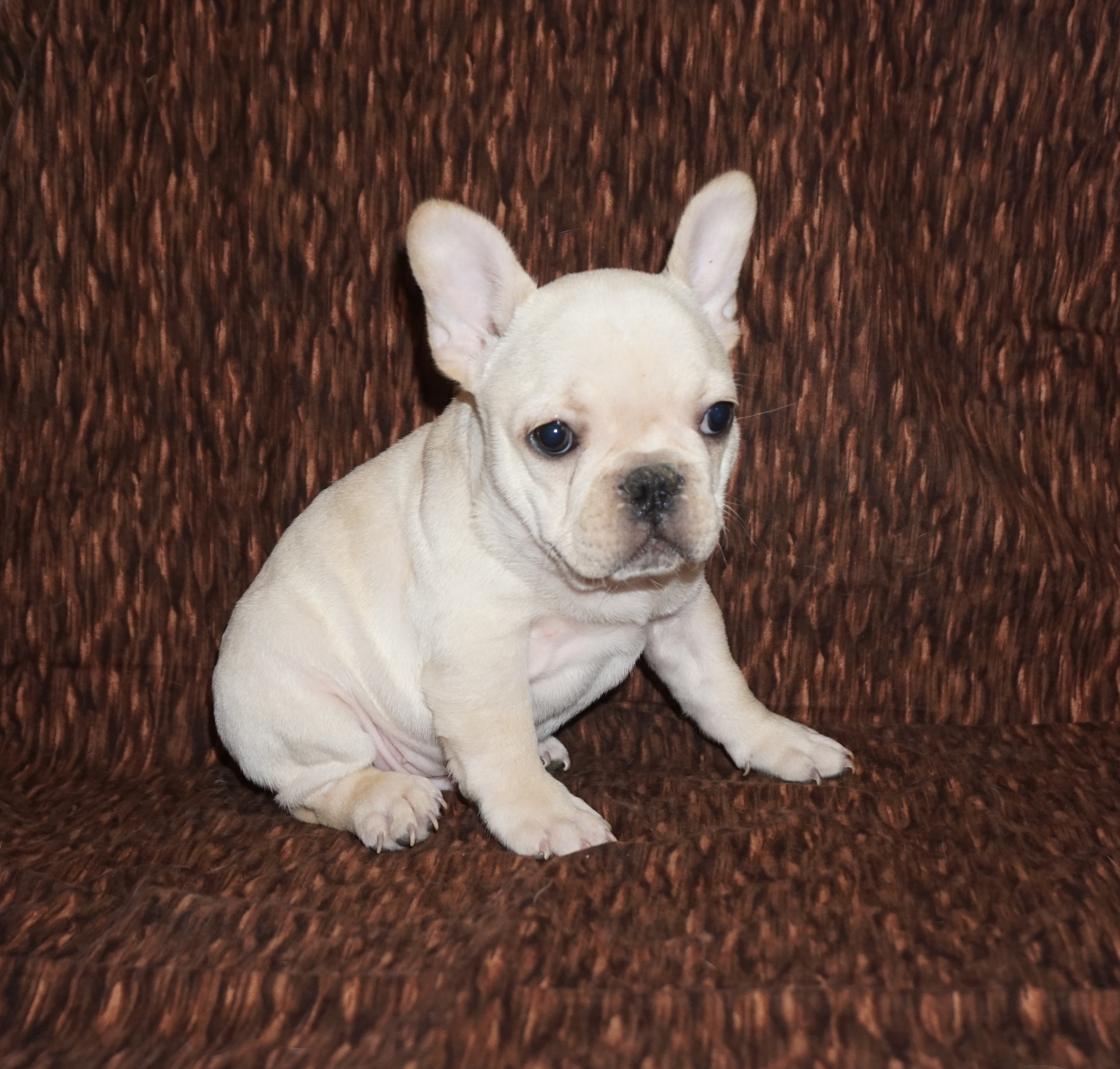 Cream French Bulldog Los Angeles CA For Sale Pet Loan