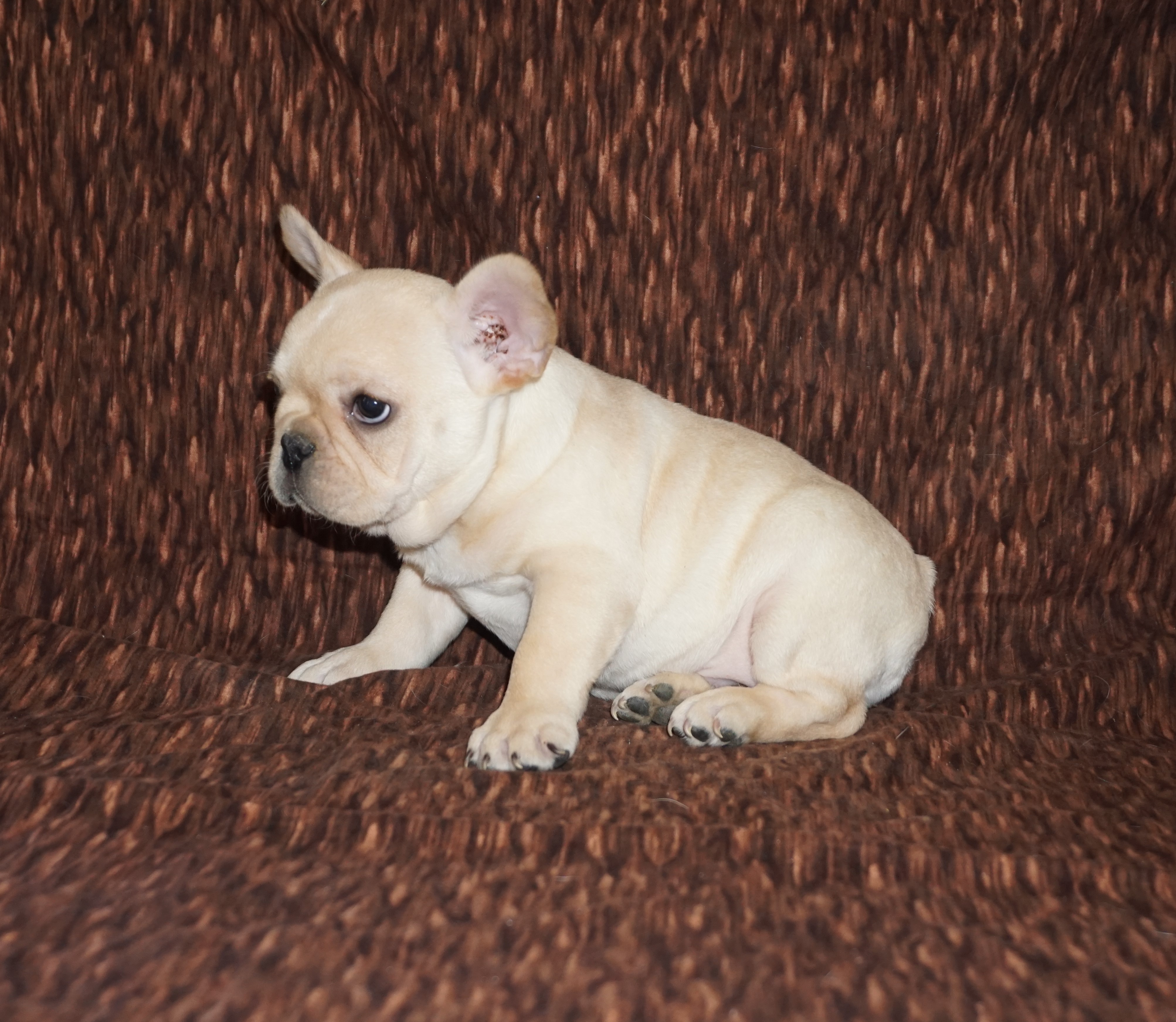 25 Best Pictures French Bulldog Los Angeles Ca French