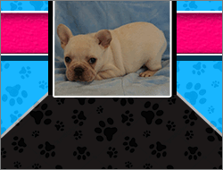 French bull dog cream color