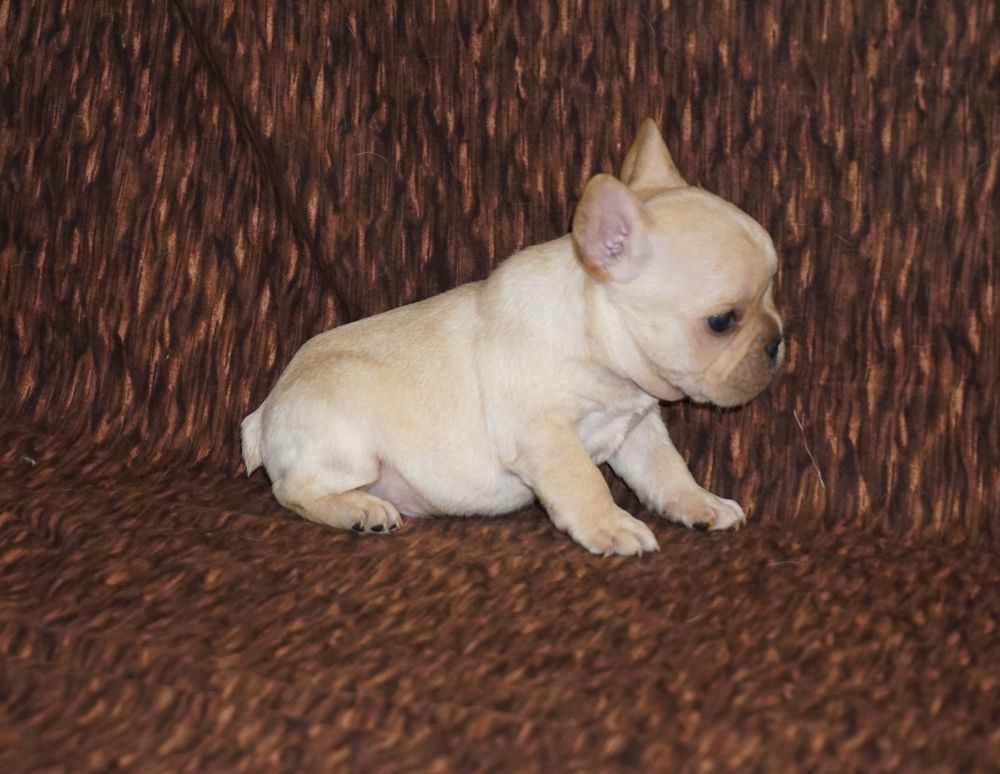 French bulldog puppies Los Angeles CA For Sale | French Bulldog Los ...