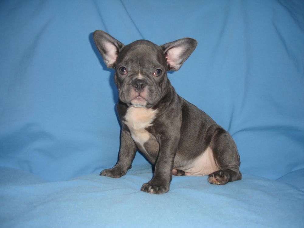 French bulldog puppies Los Angeles CA For Sale French