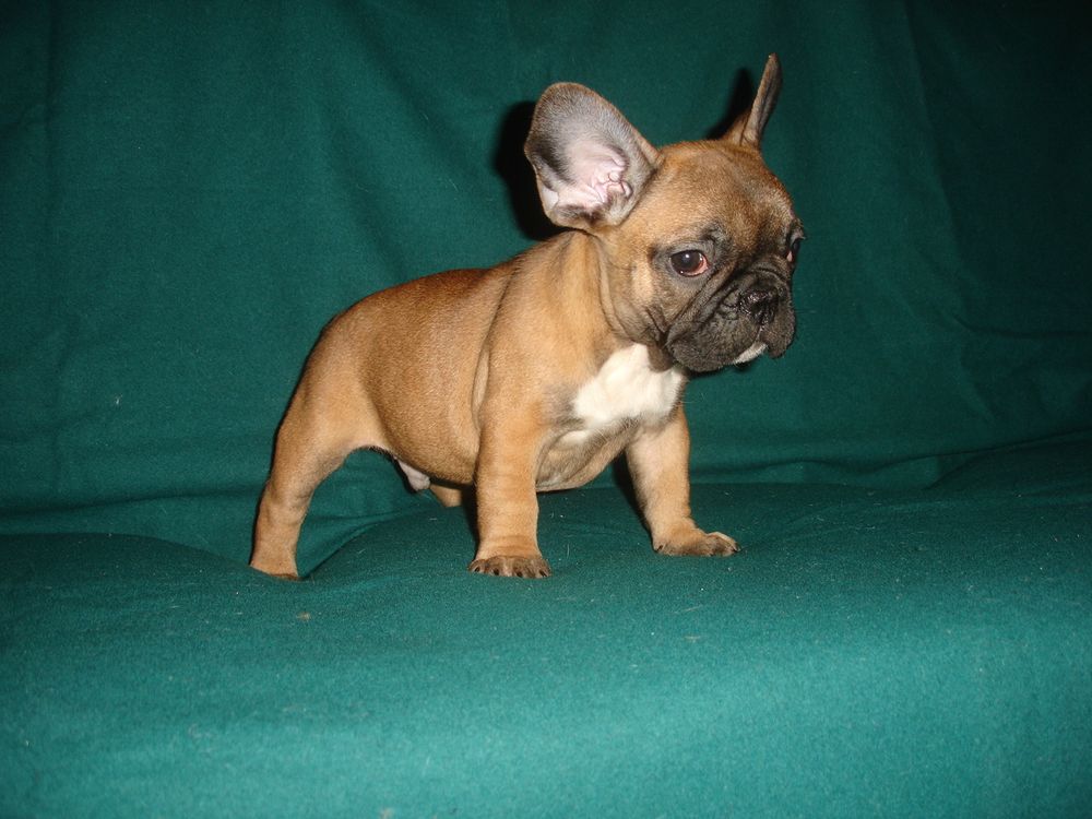 French bulldog puppies Los Angeles CA For Sale French