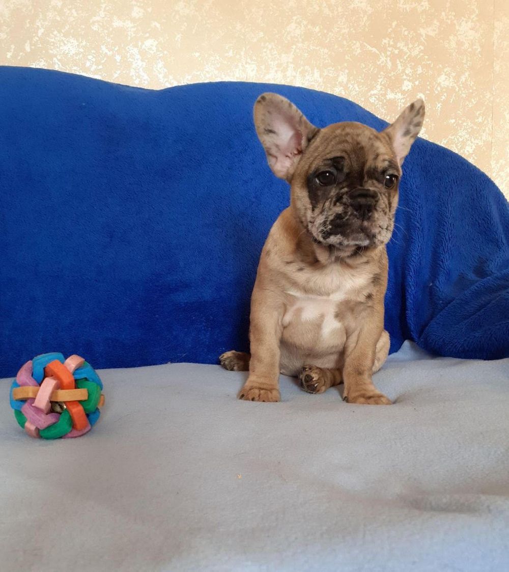 French bulldog puppies | French Bulldog In Los Angeles